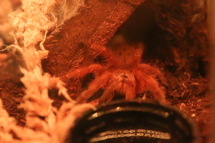 Peeking their head out of their tunnel