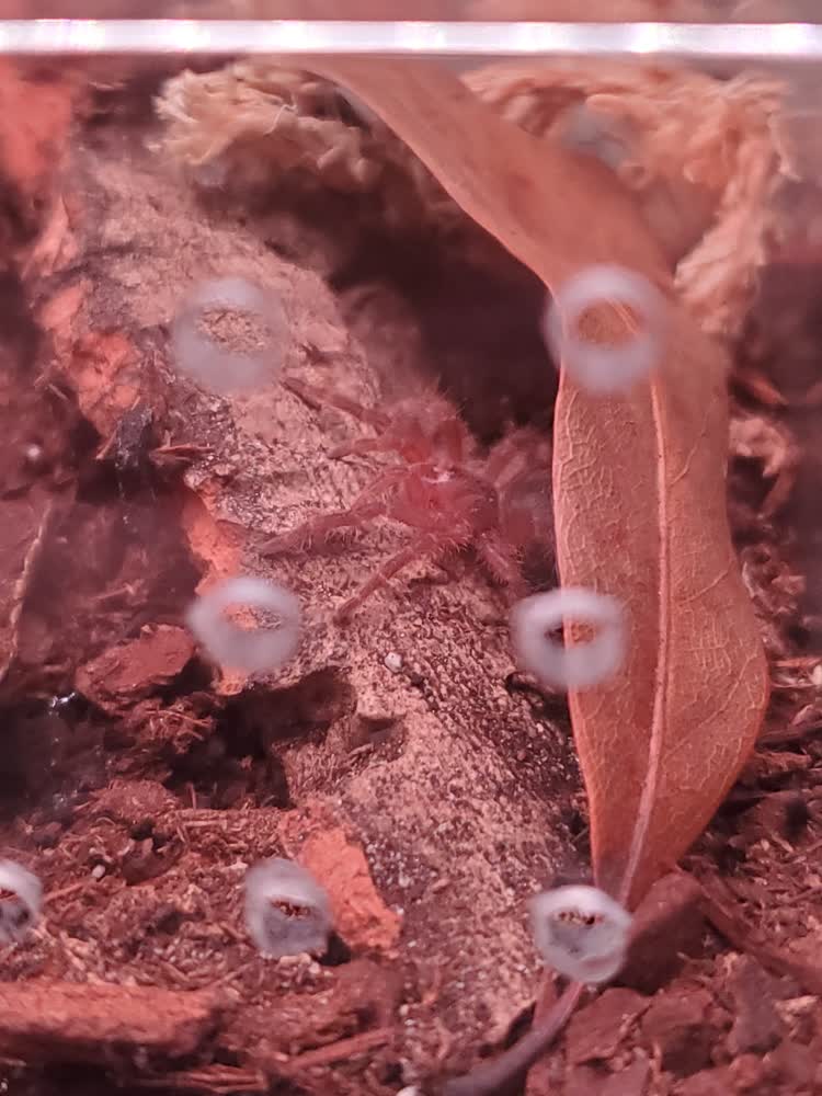 Chilling under his leaf