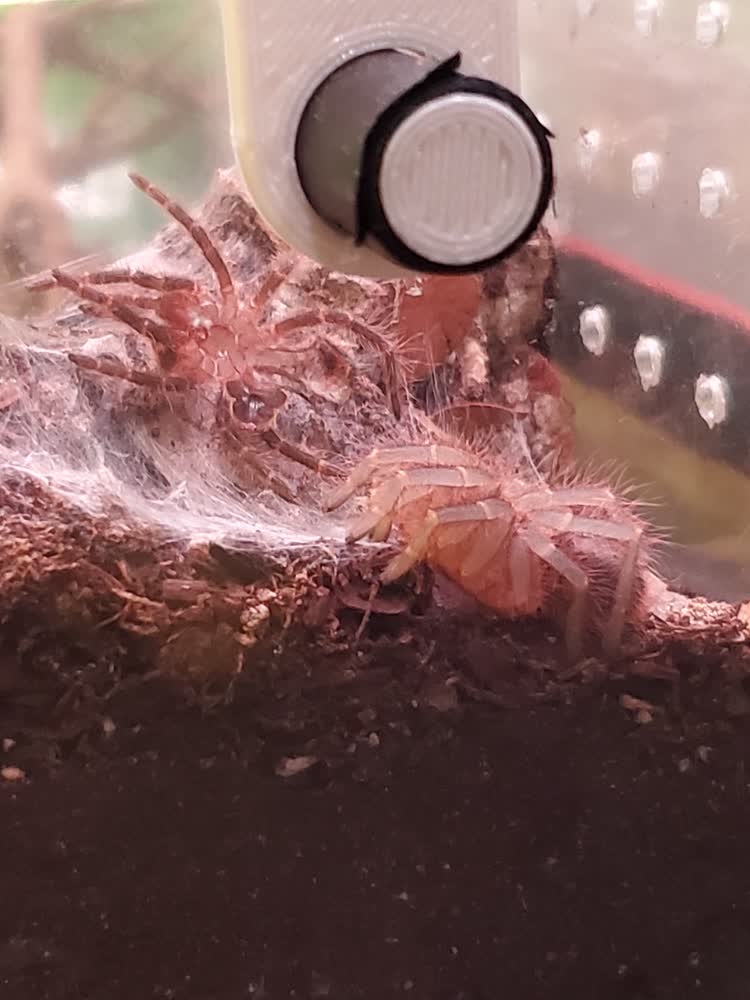 After the molt, I was not at home during the molt