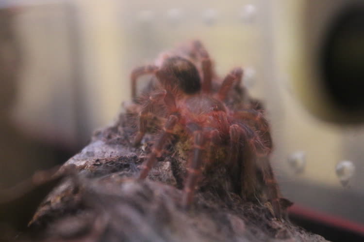 On his log, Still a little discolored from the molt