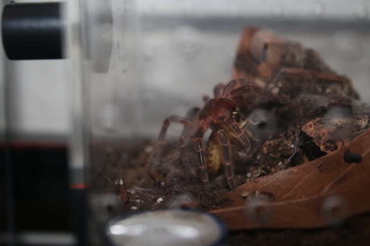 Corn enjoying his first meal after his molt (part 1)