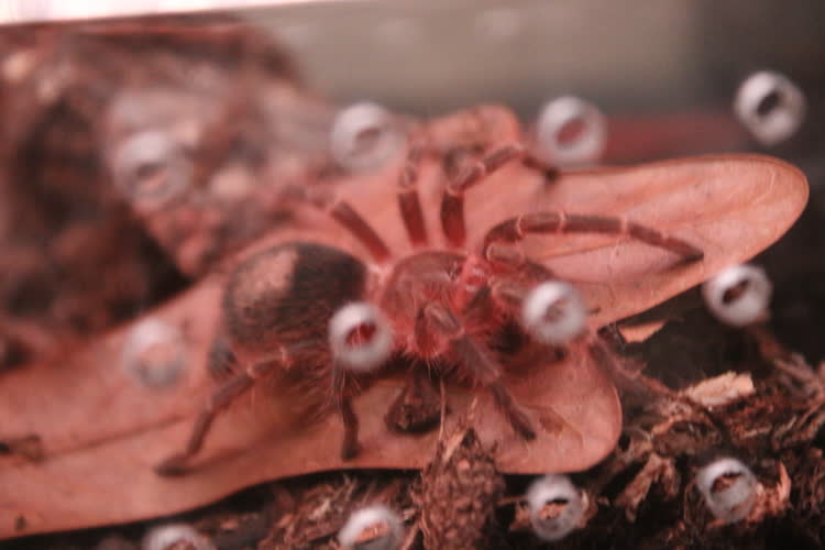 sitting on his leaf (no flash 1)