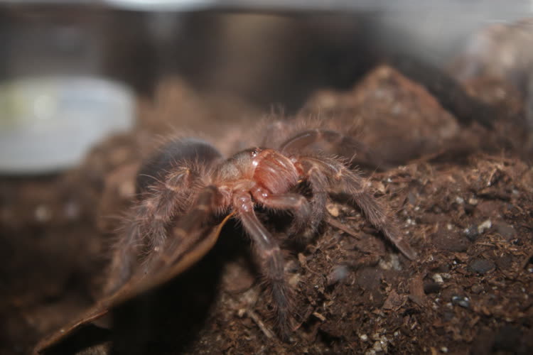 hanging off his Leaf