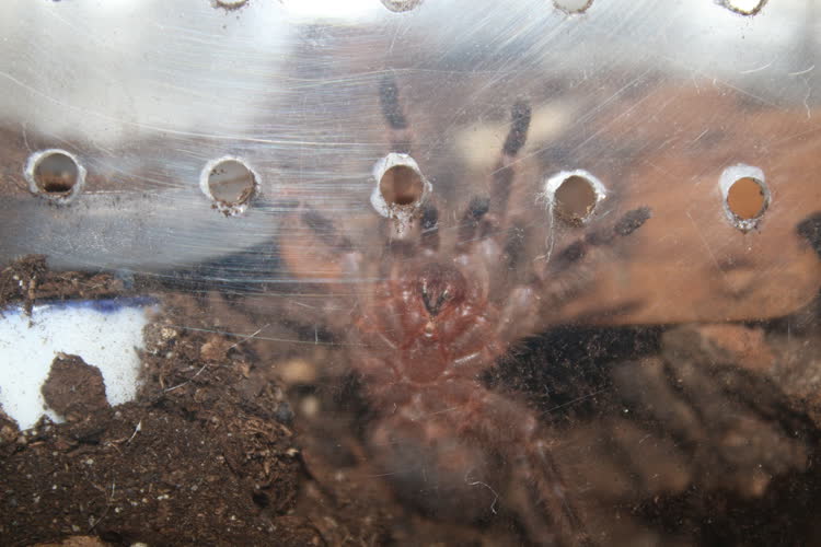 Showin us his teeth (not a threat pose, he's just climbing on the side of his enclosure)