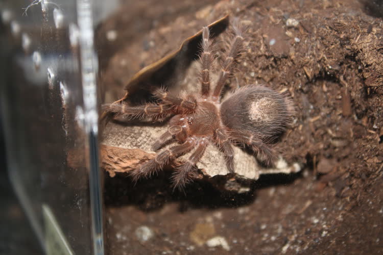 Hiding under his leaf (part 1)