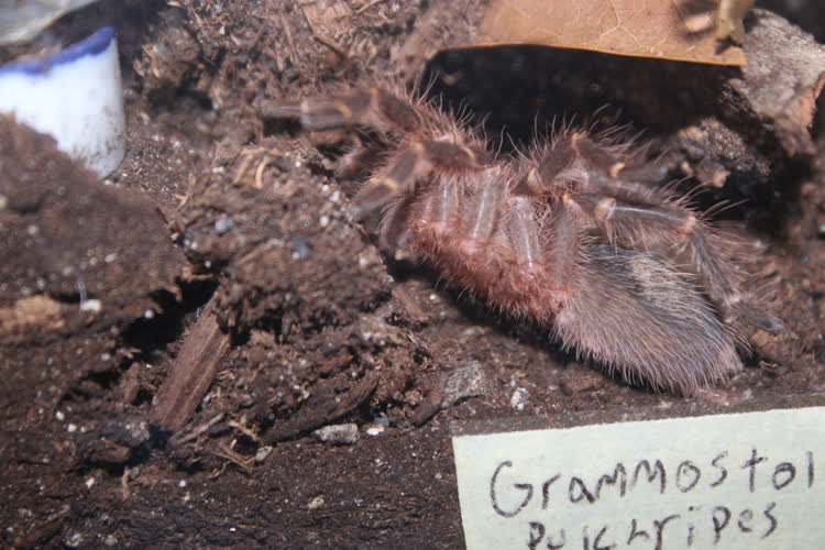 The last image of corn in his old enclosure